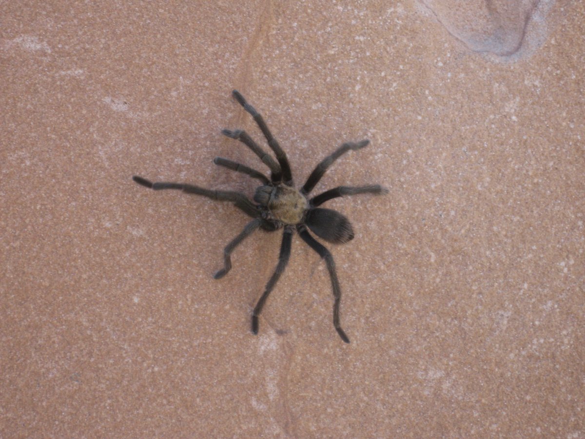 Паук Аранеус спидер паук СП