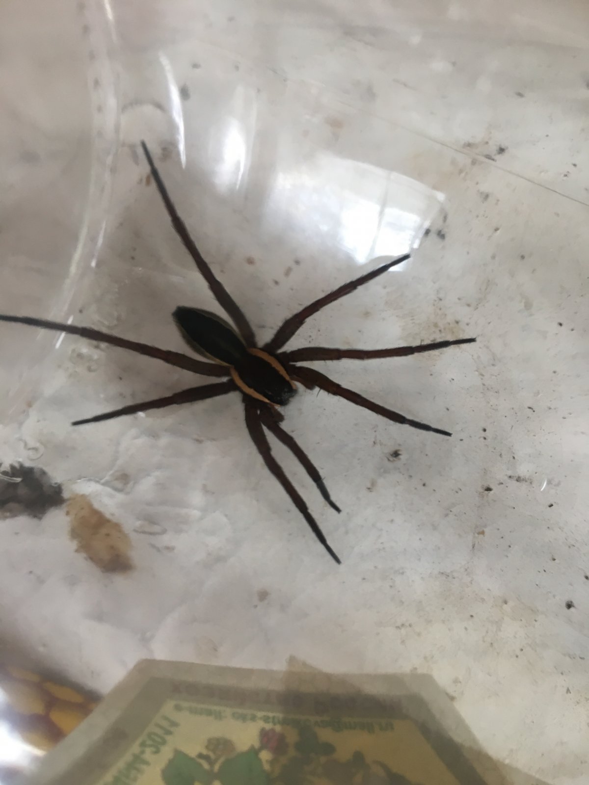 Steatoda grossa паук