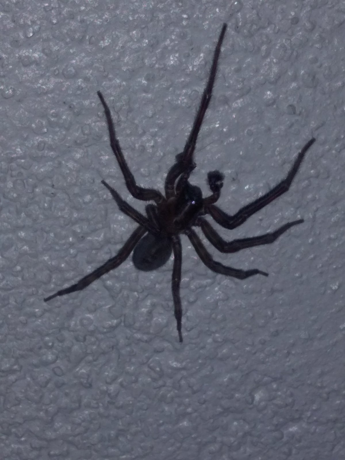 Погребной паук сегестрия