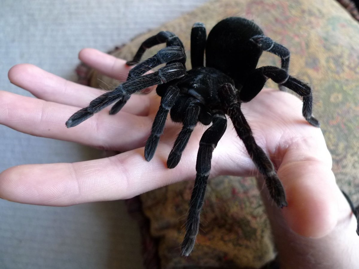 Pamphobeteus Antinous