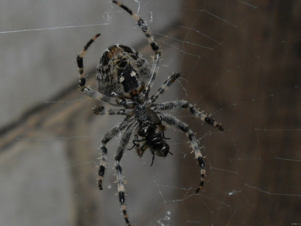 Паук которые шипят