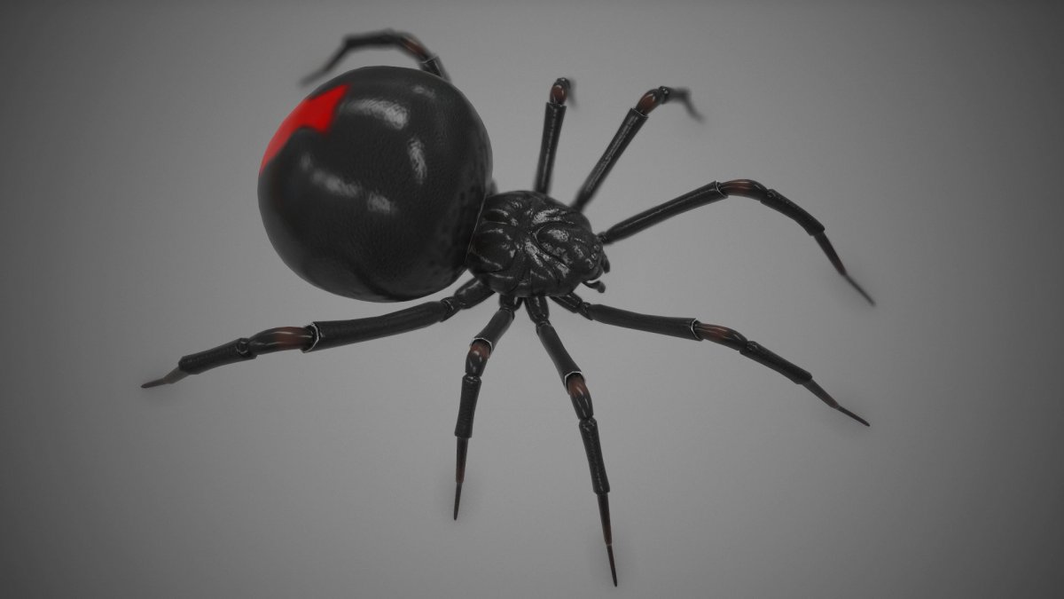 Каракурт, Тарантул Крестоносец