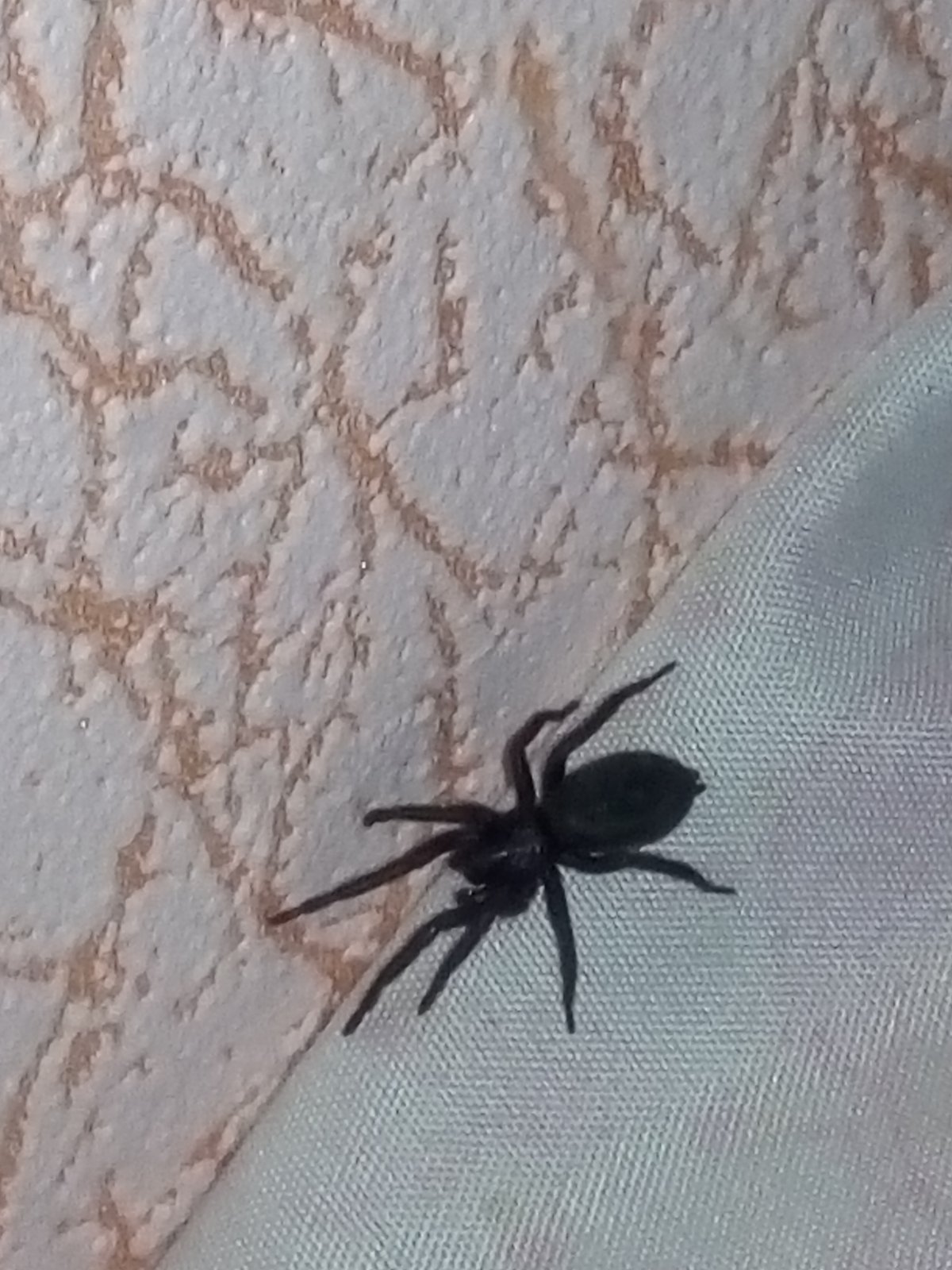 Домашние пауки