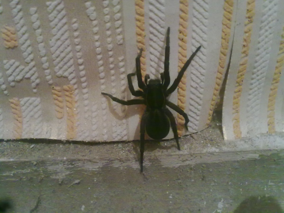 Пауки Краснодарского края домашние