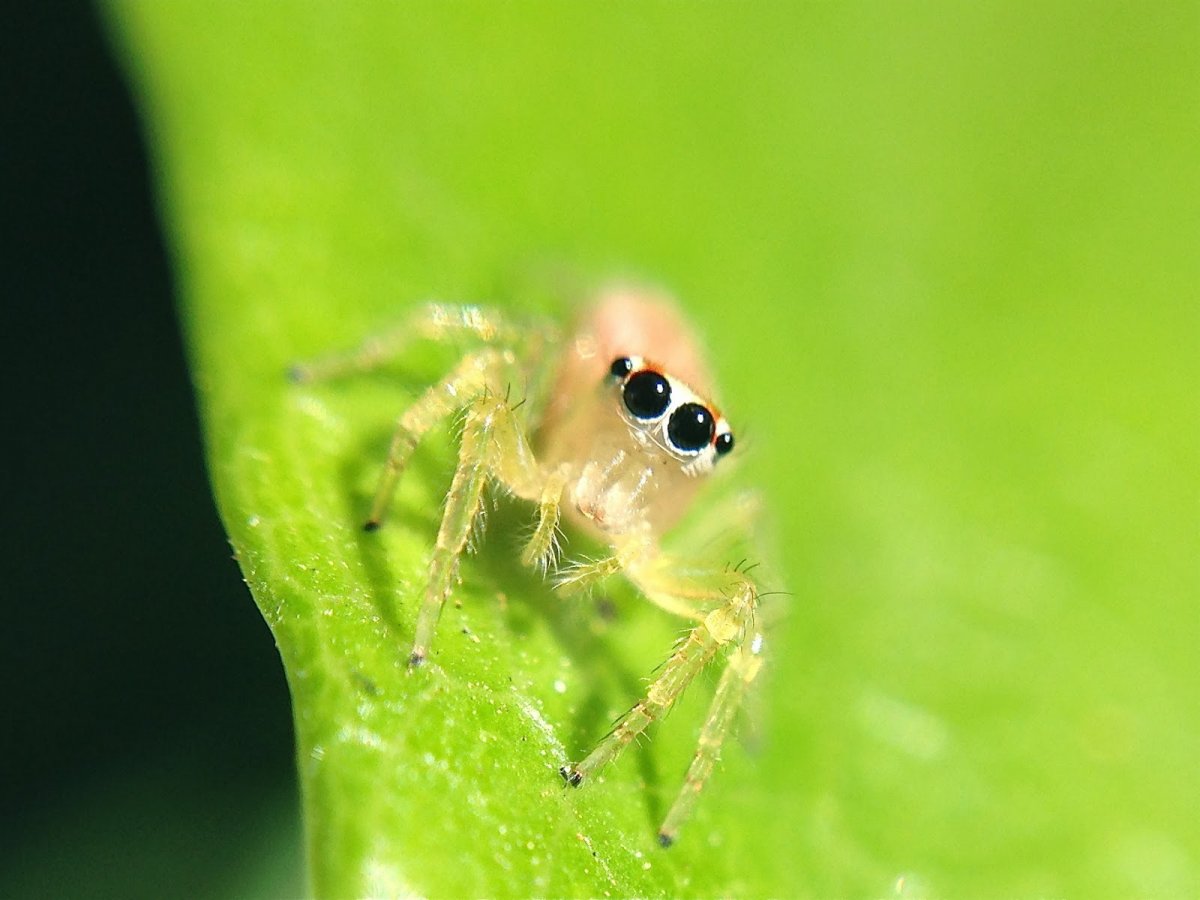 Зеленый паук скакун