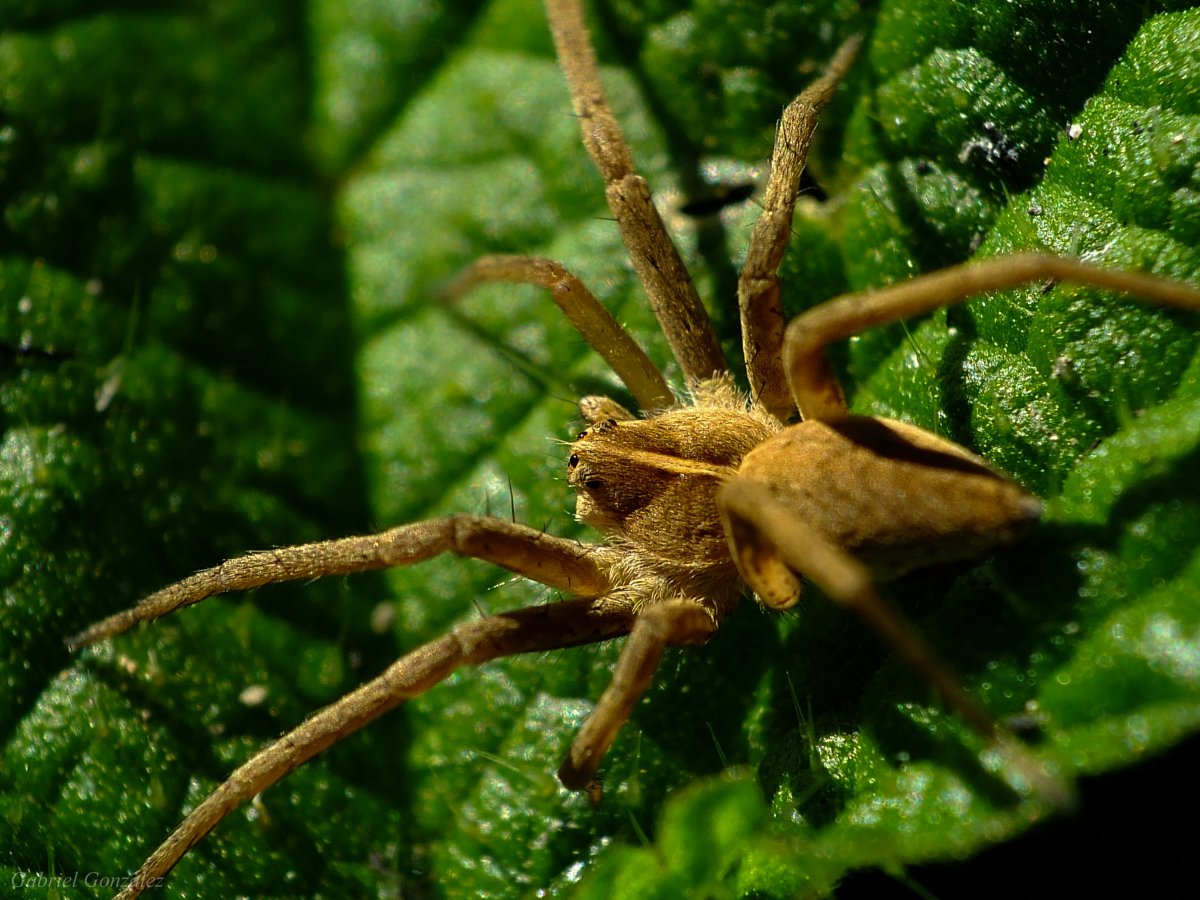 Травяной паук зеленый