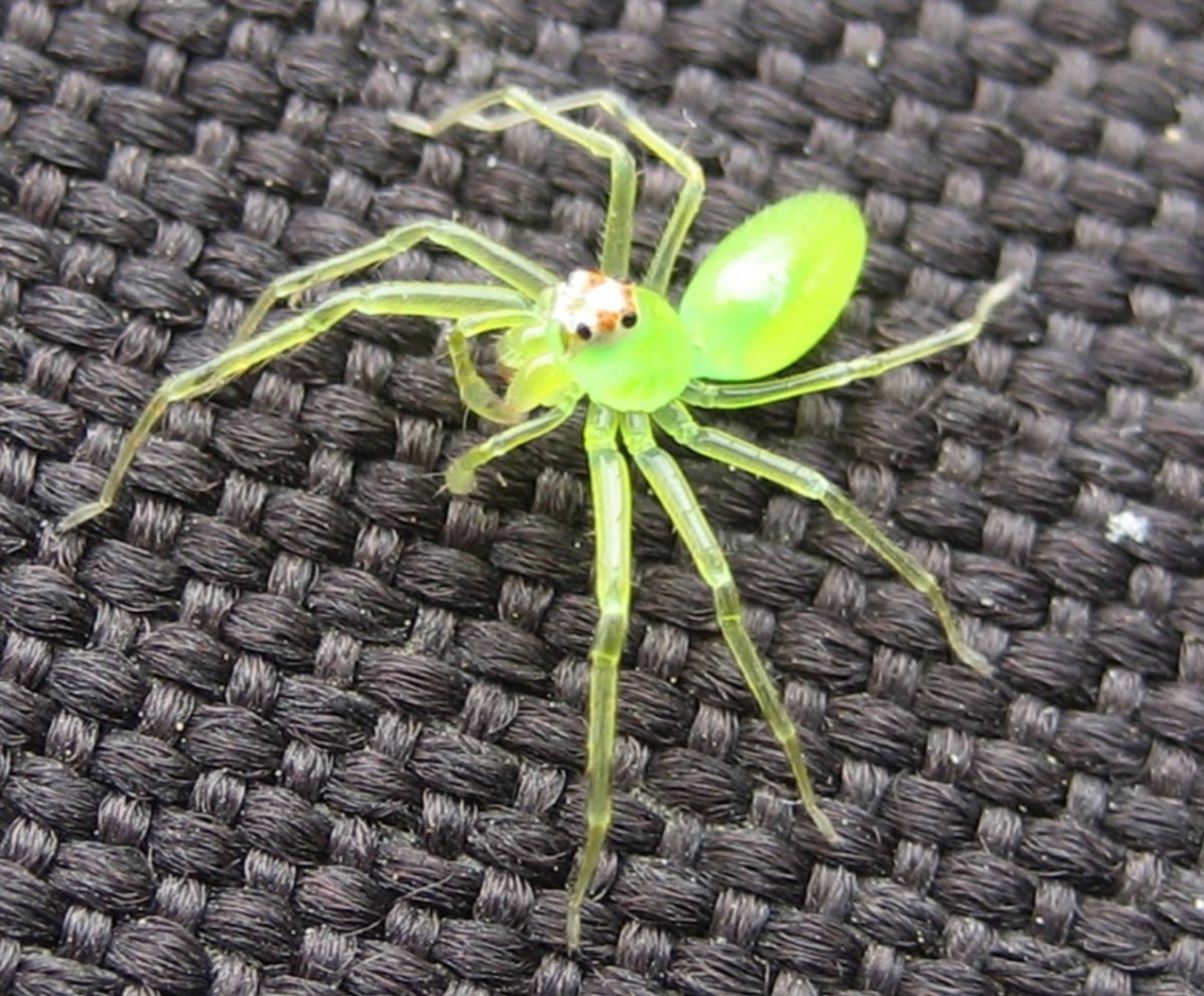 Паук с усиками