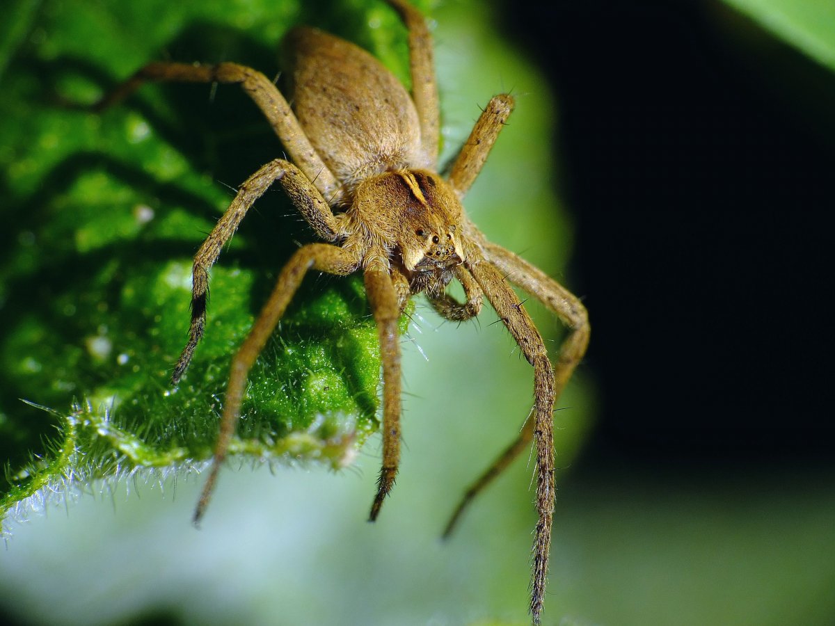Беспозвоночные животные пауки
