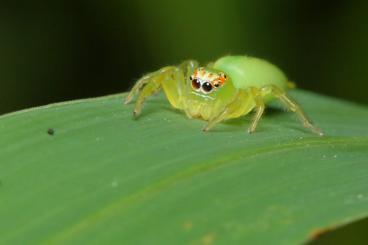 Зеленый паук скакун