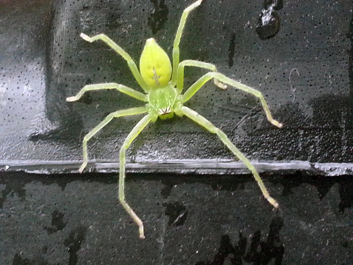 Арахнида паук зеленый