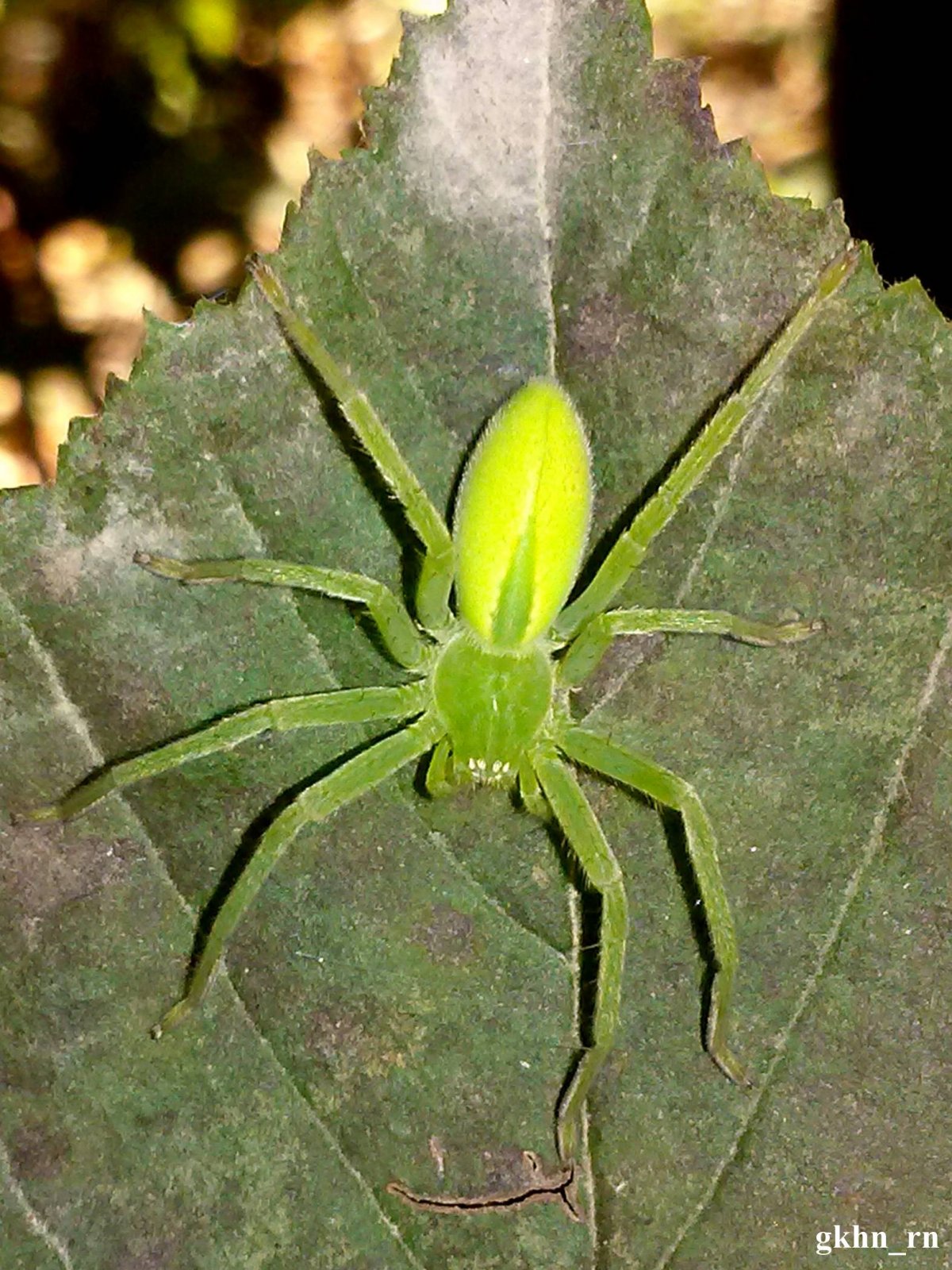 Пауки бокоходы Эбрехтеллы