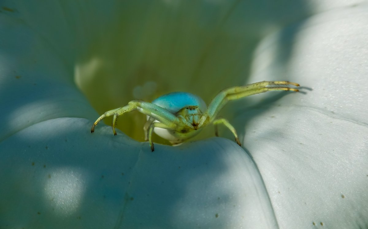 Паук в цветах