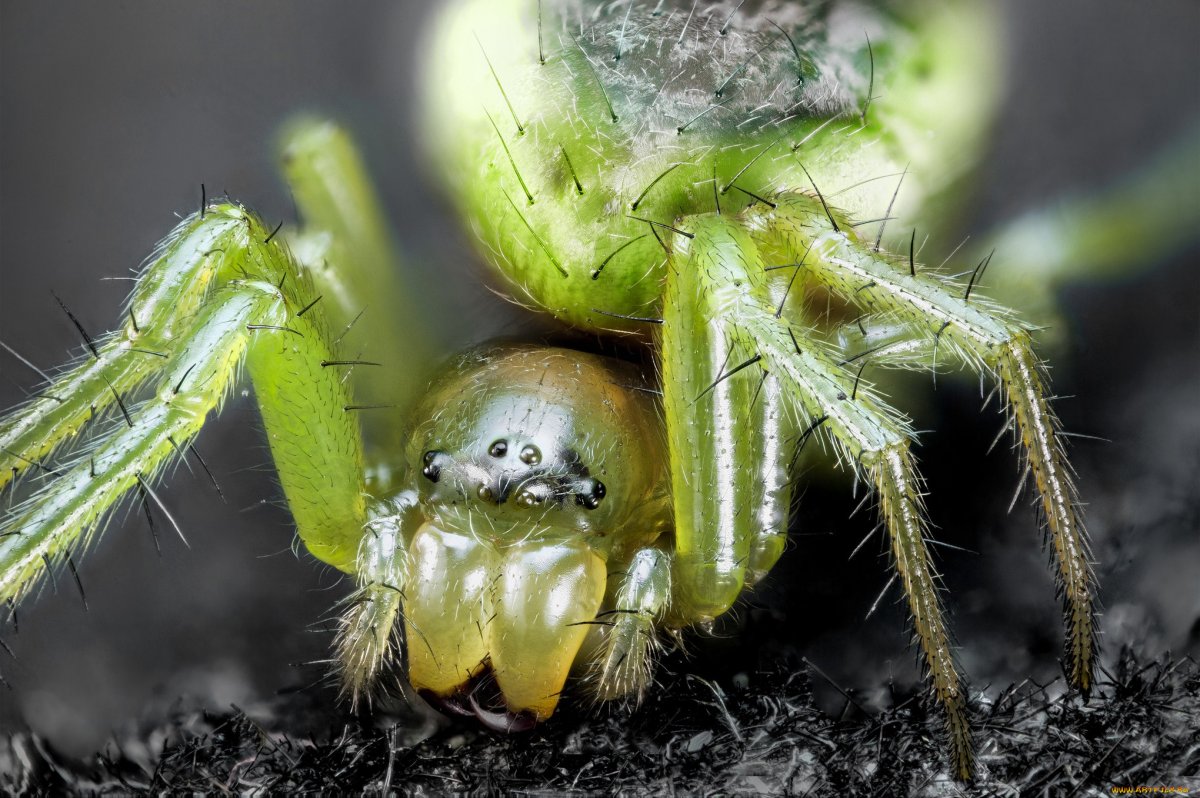 Зеленый паук скакун