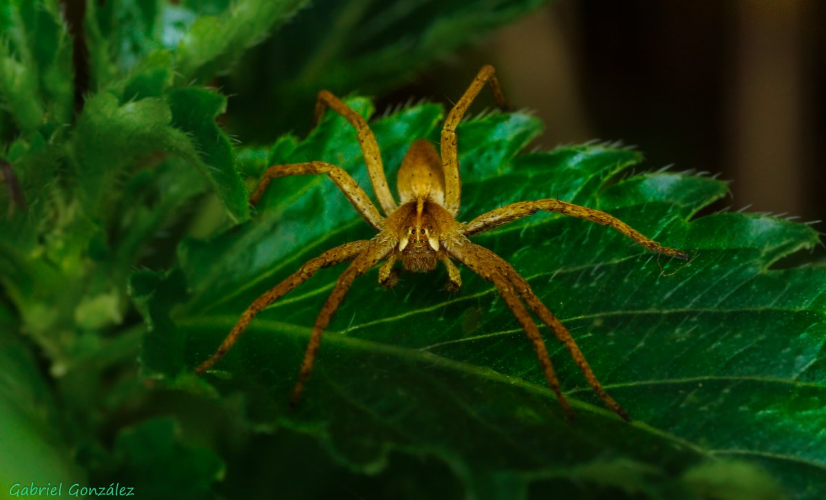 Виноградный паук зеленый