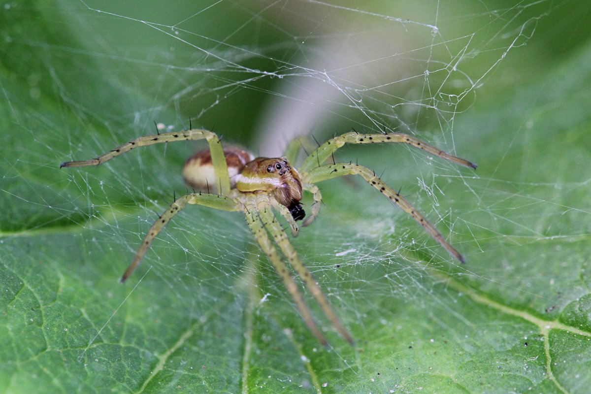 Растение паук