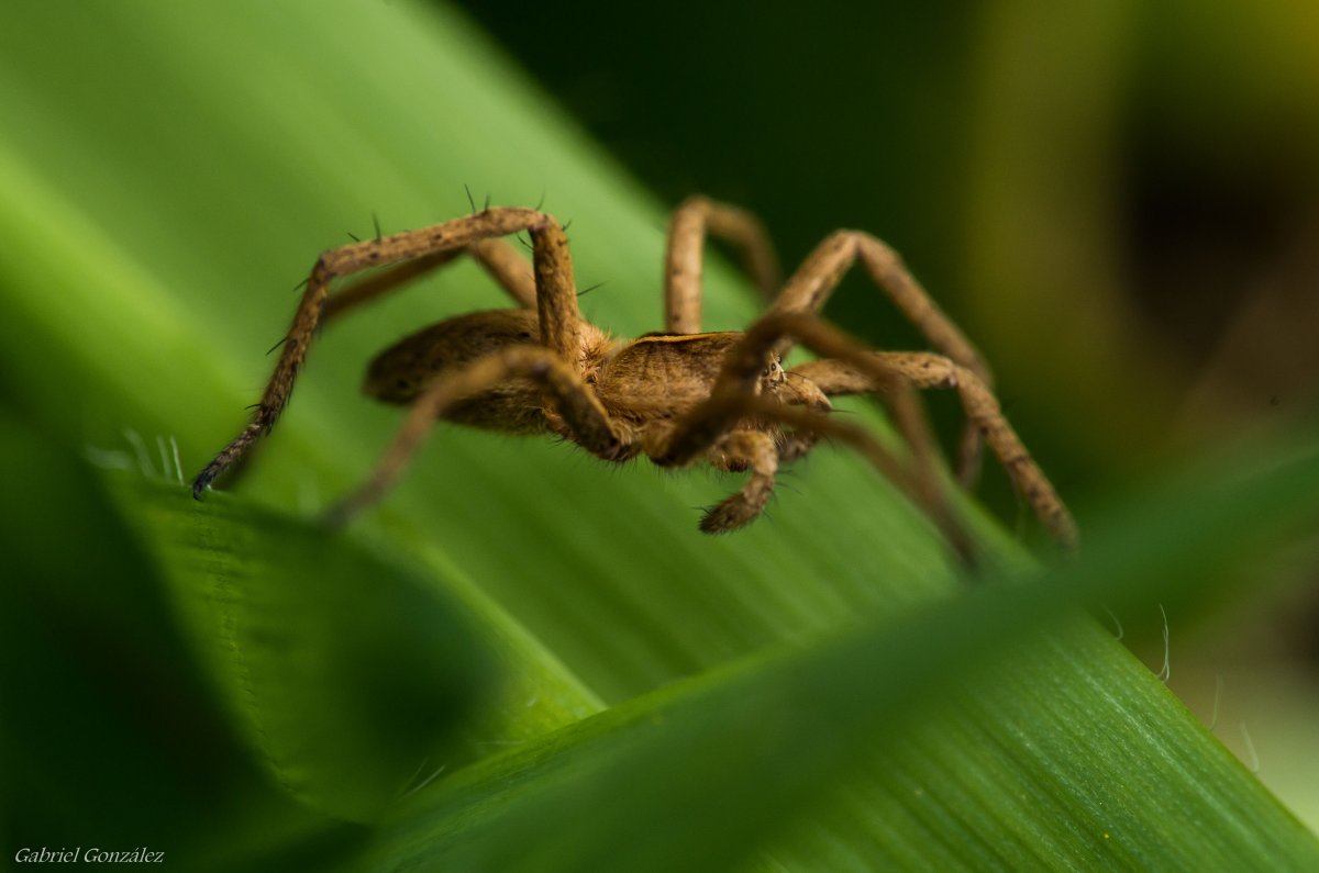 Крестовики амфибии