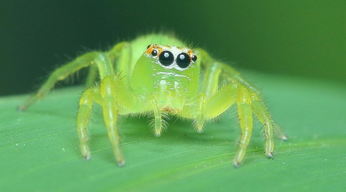 Маленькие паучки