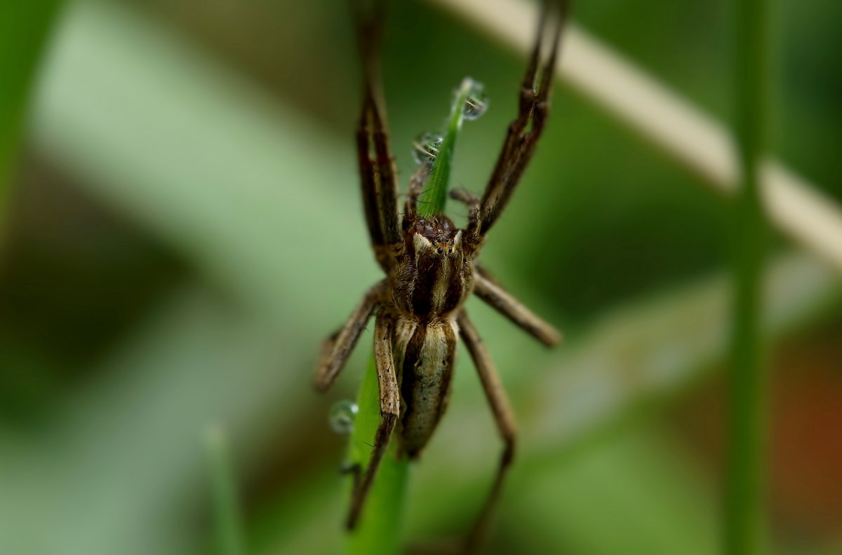 Micrommata spongitarsis паук