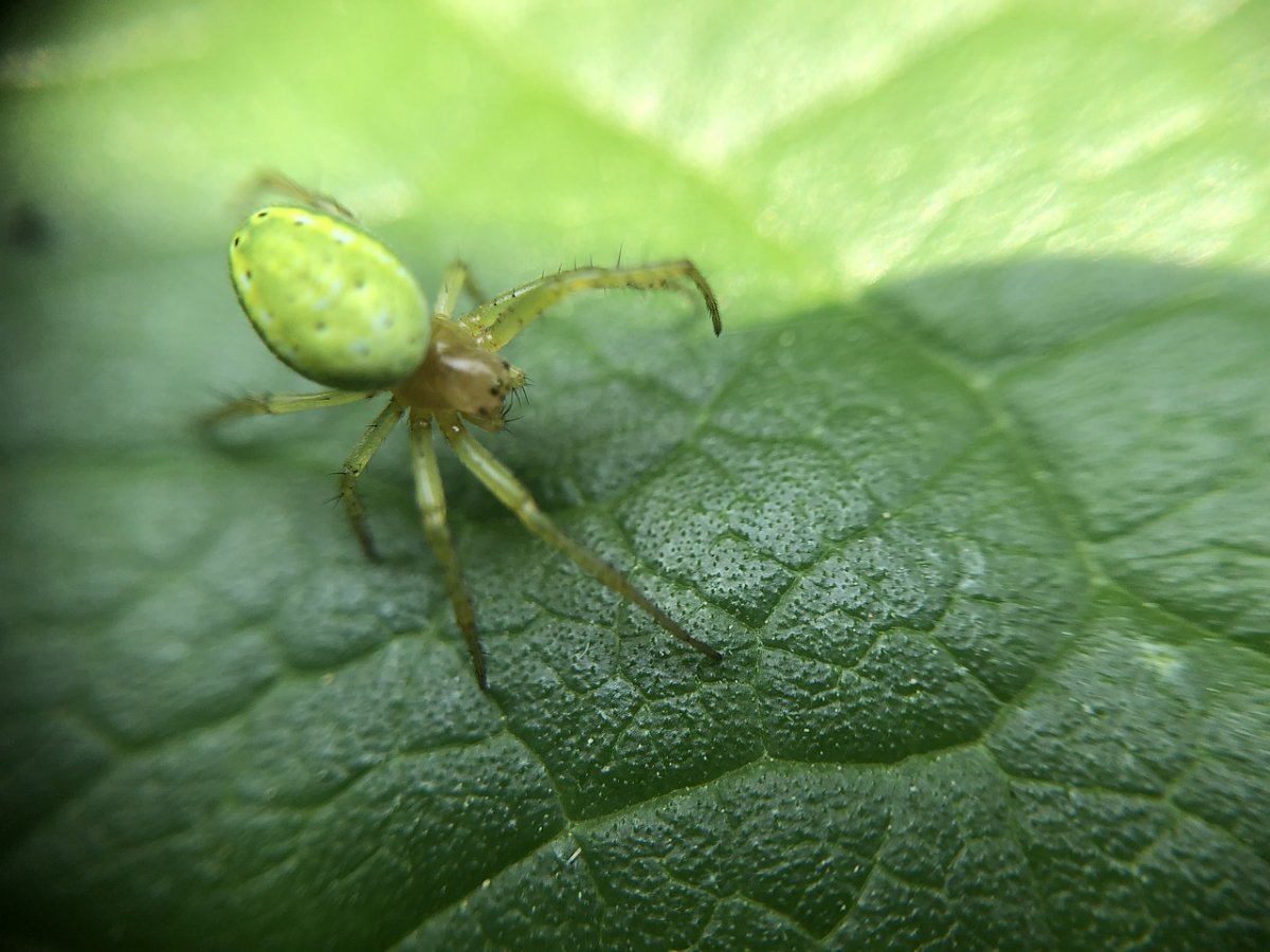 Паук серо зеленый