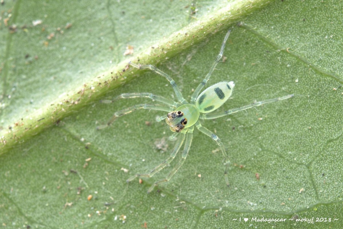 Зеленый макрос паук