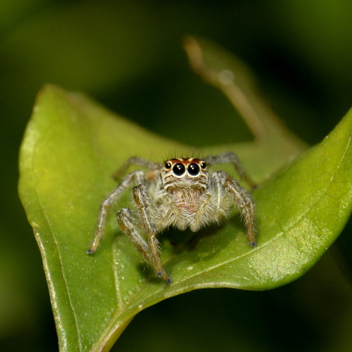 Зеленый ядовитый паук