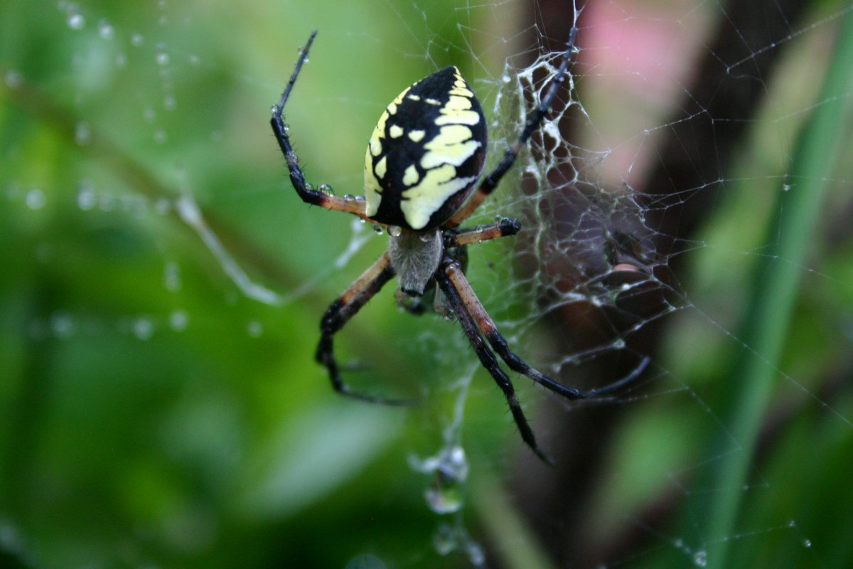 Micrommata virescens (микроммата зеленая