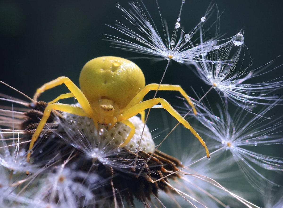 Паук Арахнид