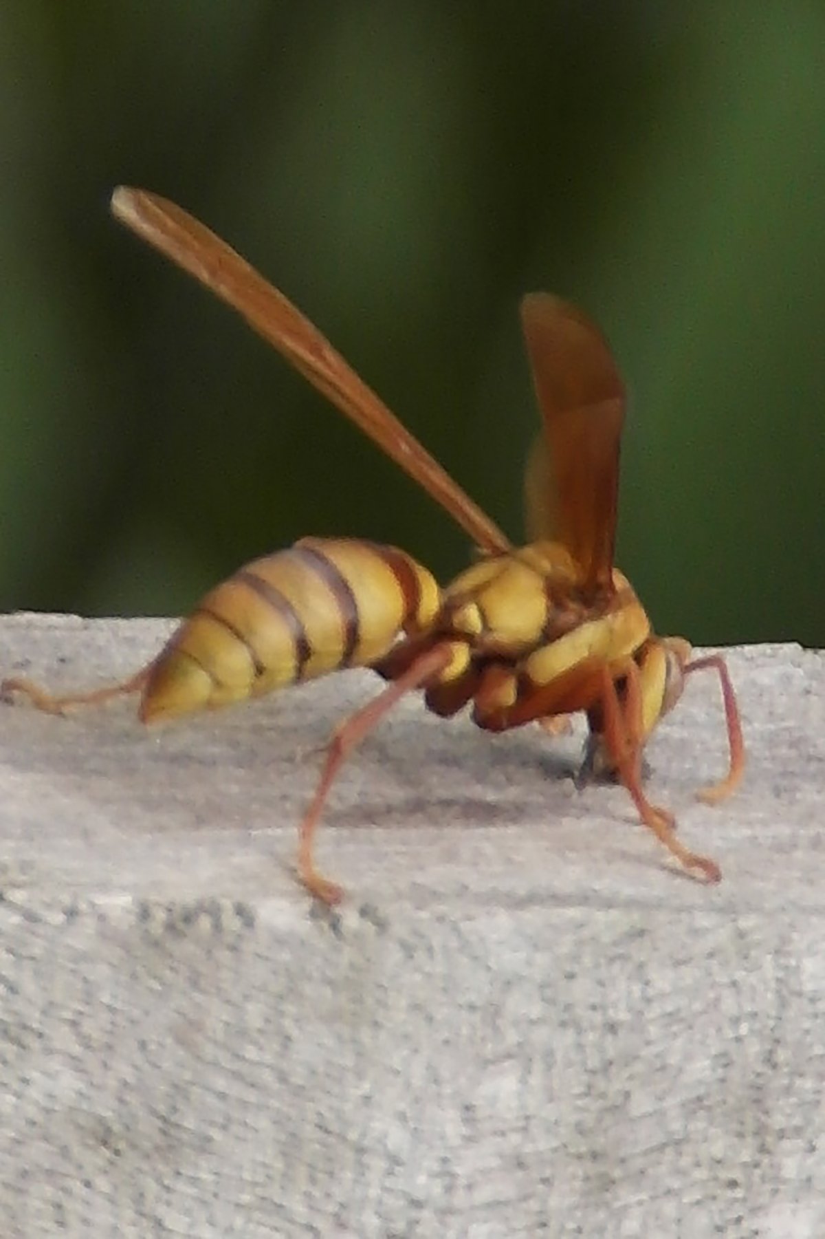 Шершень Крымский