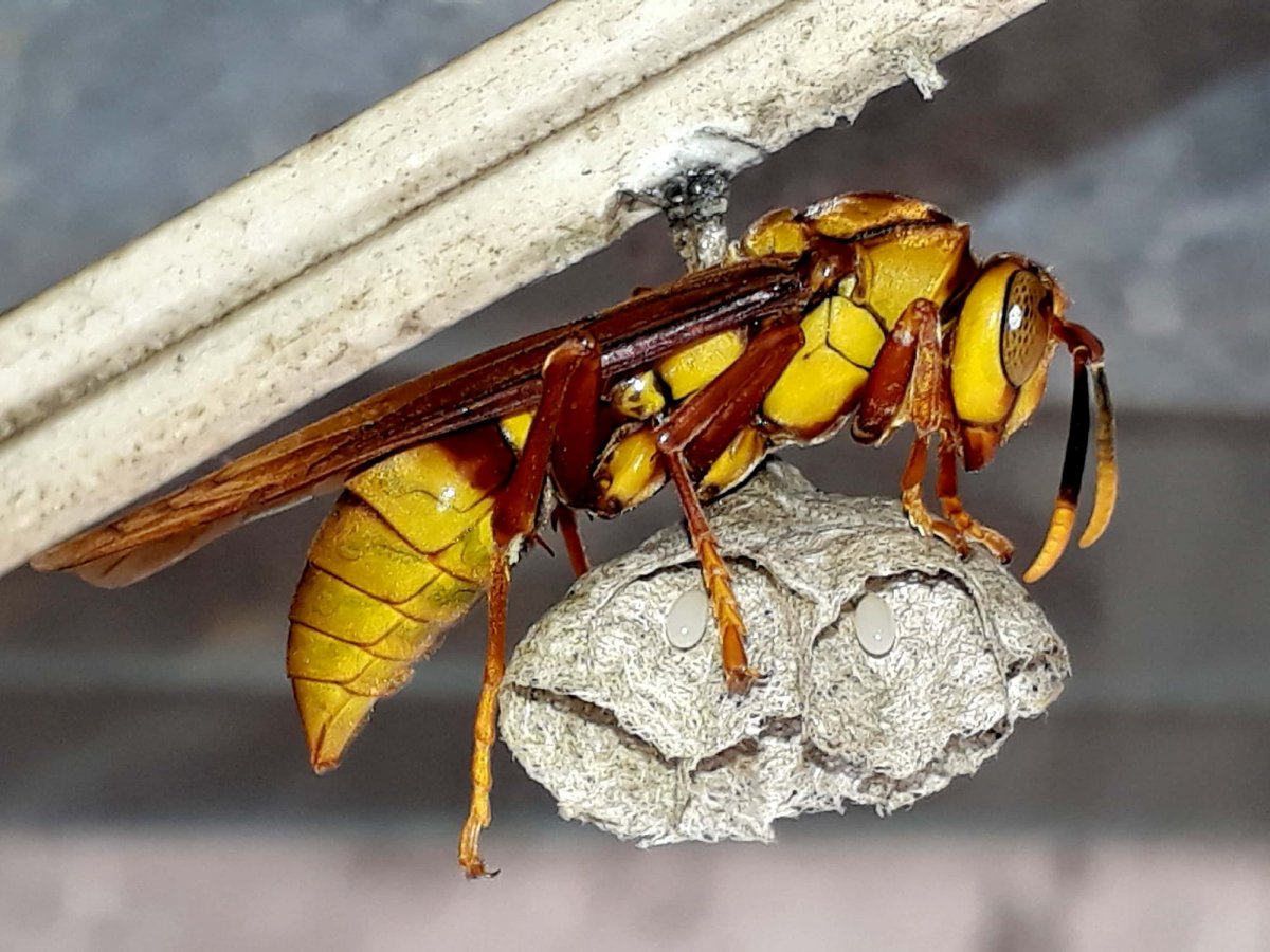 Executioner Wasp Оса