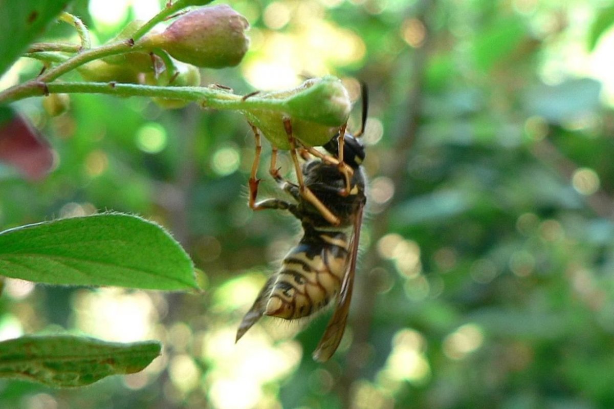 Шершень на цветке