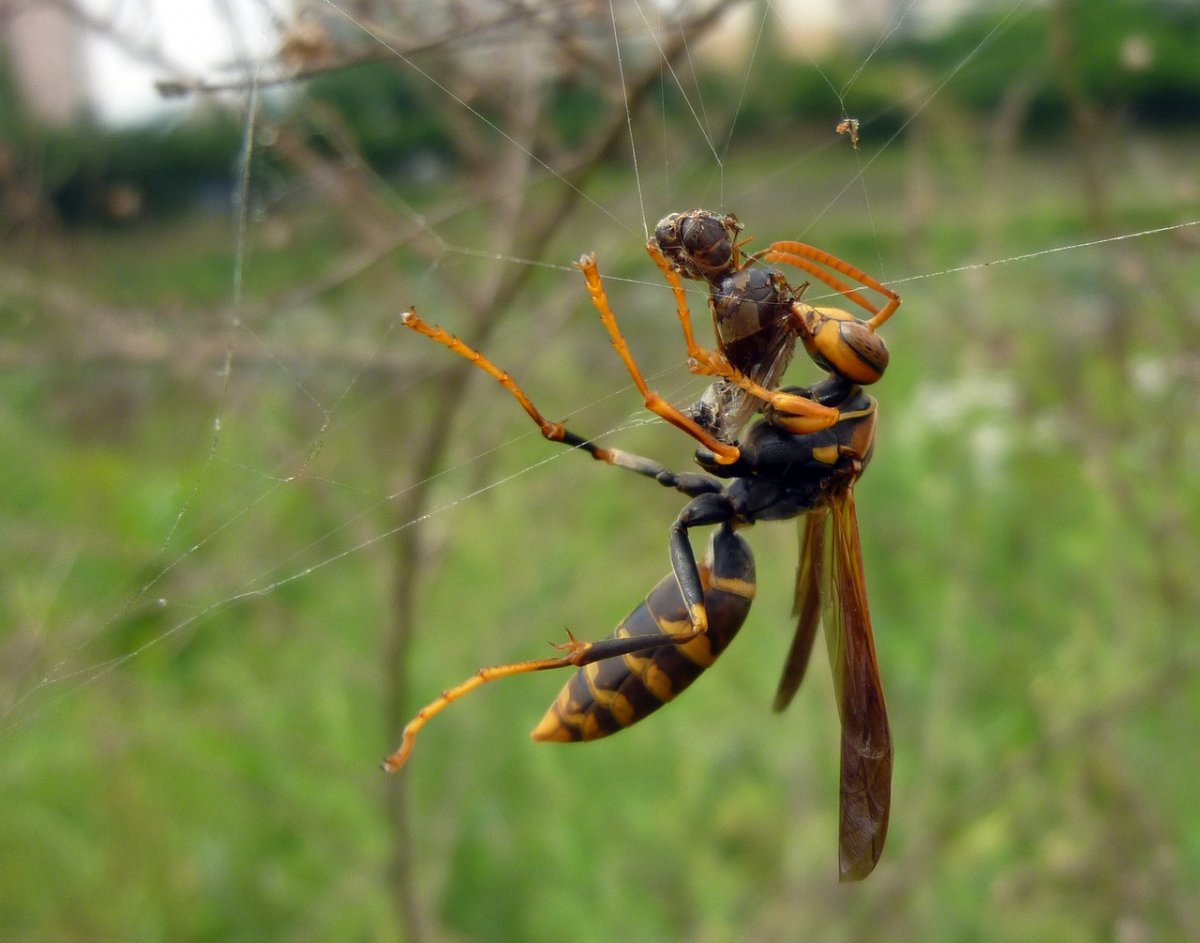 Чёрные осы насекомые