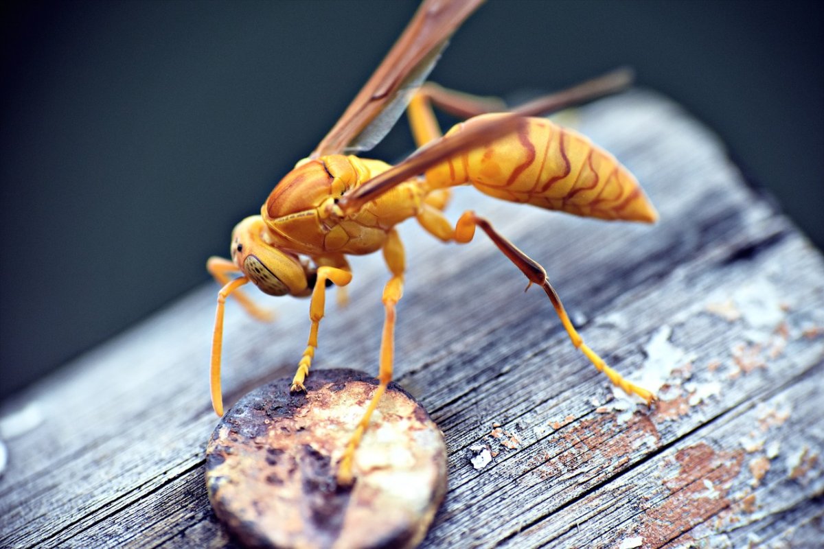 Executioner Wasp Оса