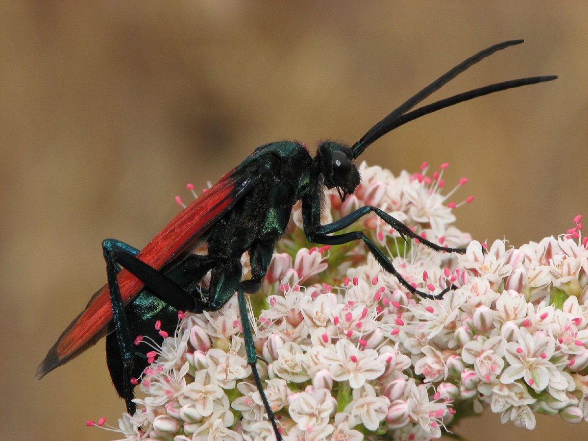 Tarantula Hawk