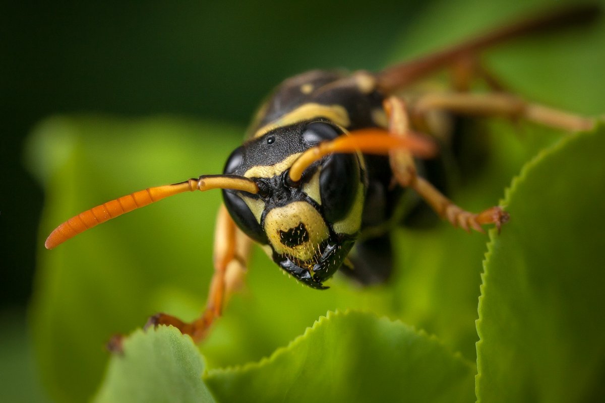 Осы бумажные