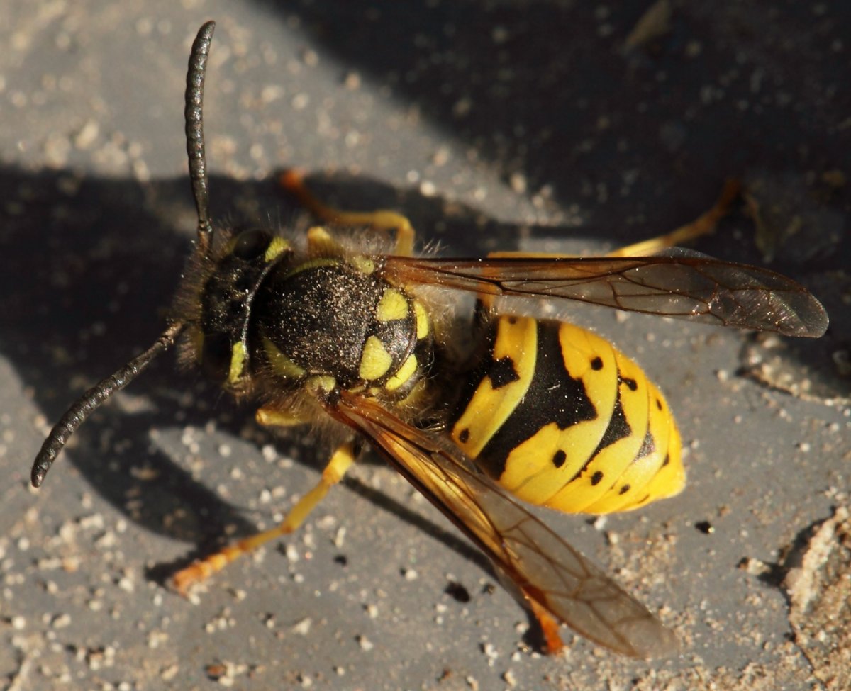 Vespula lewisii