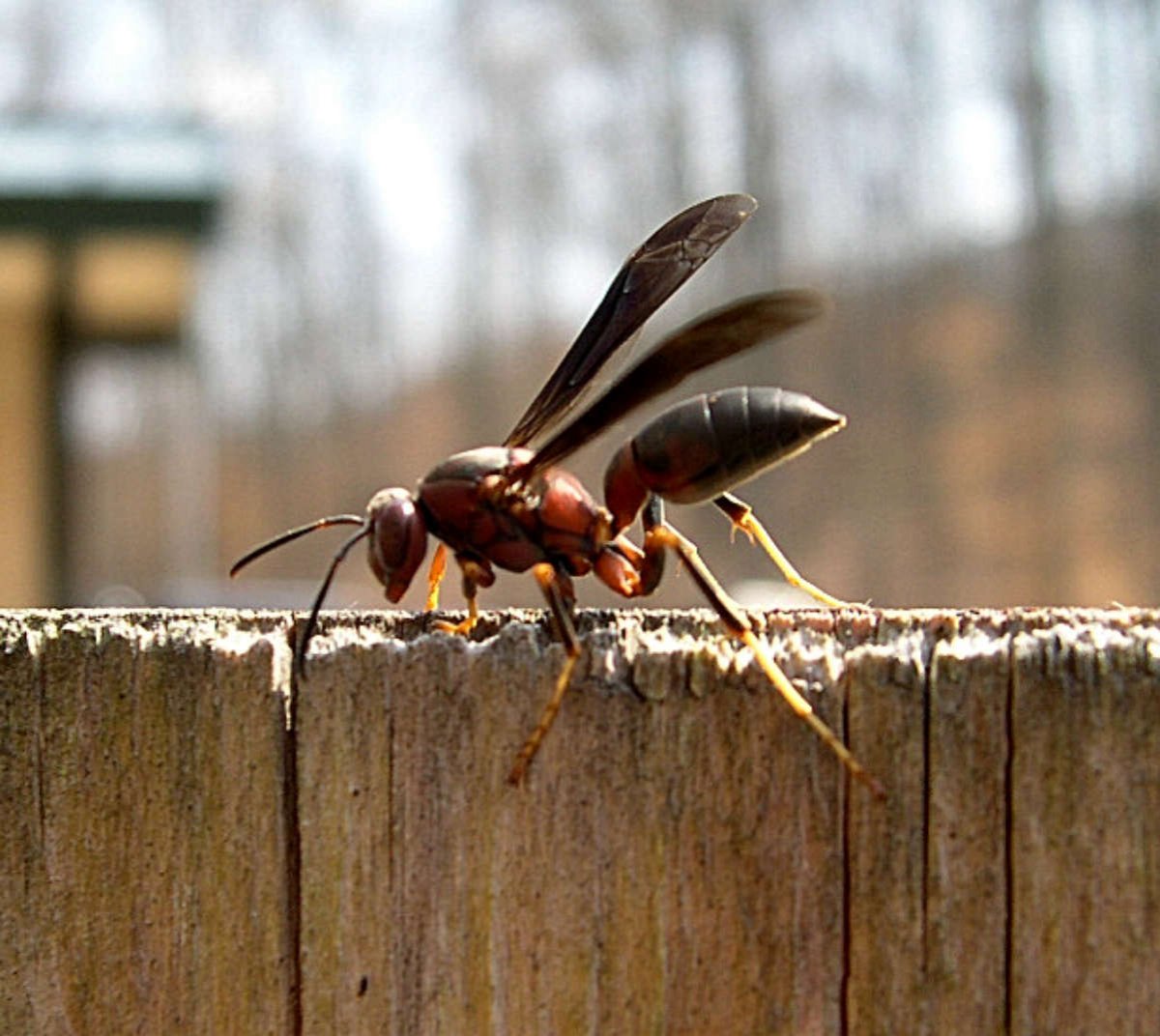 Оса палач Avispa Verdugo