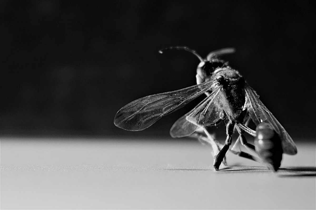 Оса фото на белом фоне