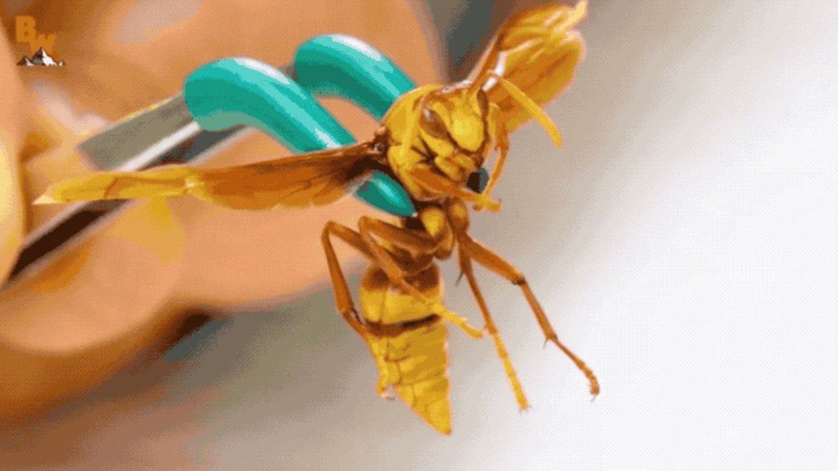 Бумажная Оса палач