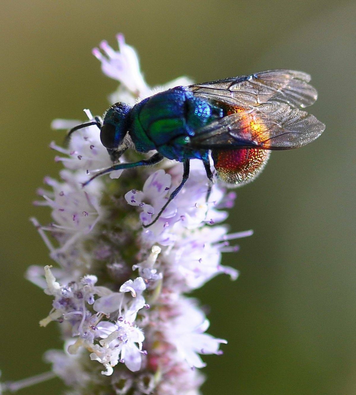 Оса блестянка Огненная