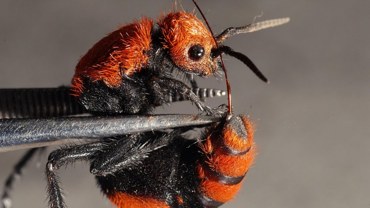 Мохнатый муравей (Mutillidae)