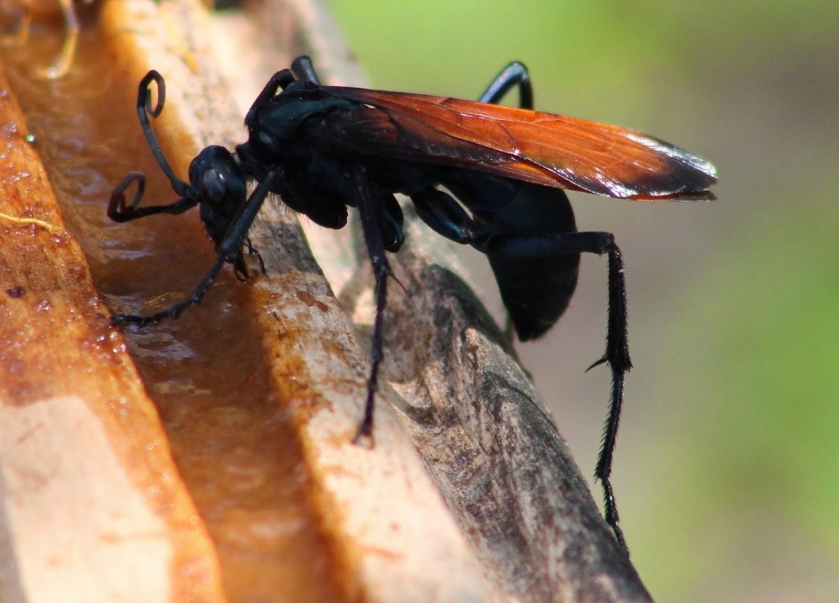 Оса тарантуловый ястреб