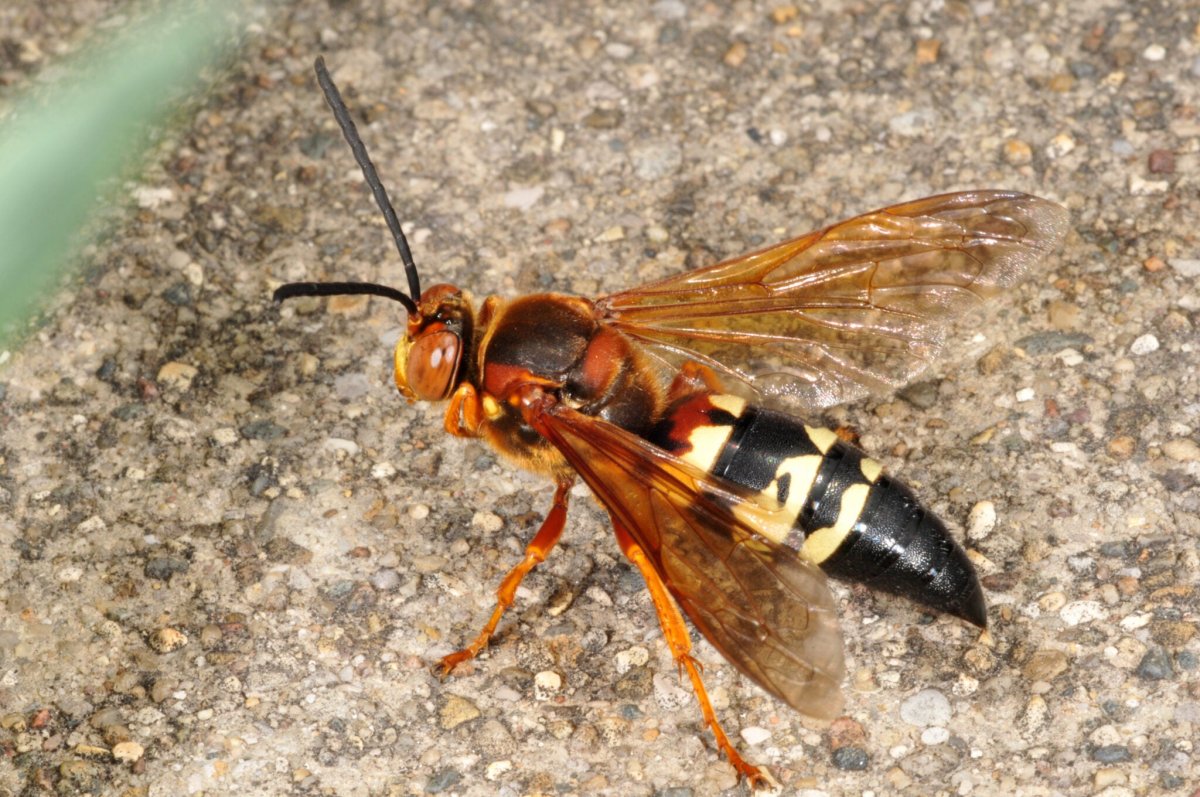 Cicada Killer