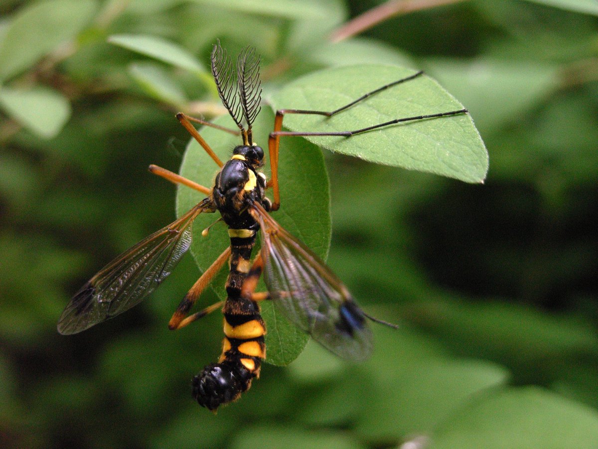 Pepsis Wasp