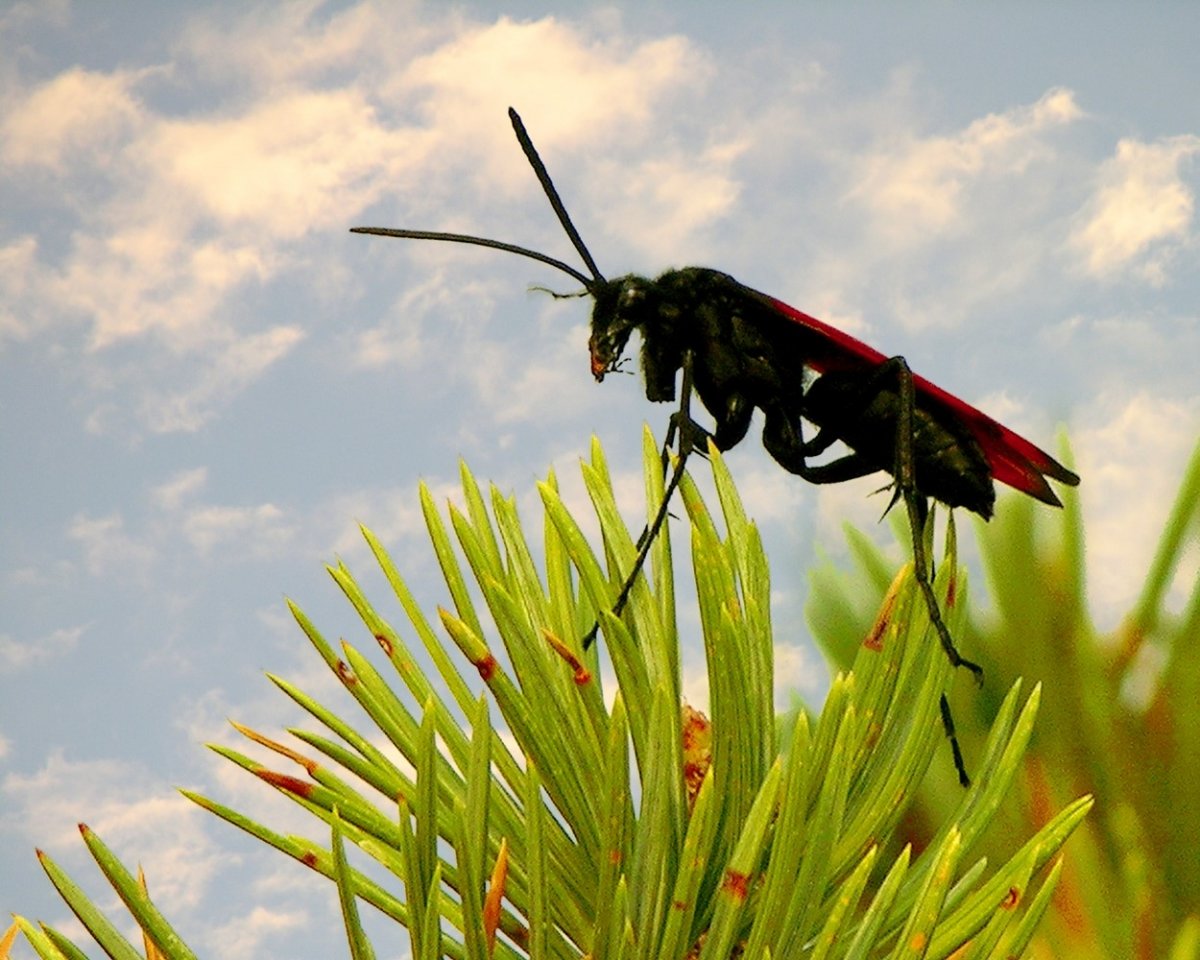 Тарантуловый ястреб