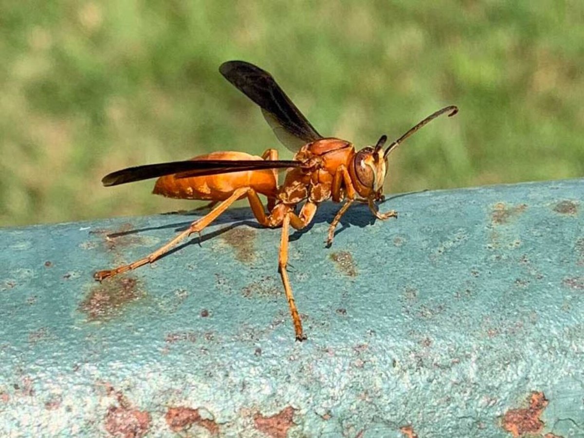 Polistes Carnifex