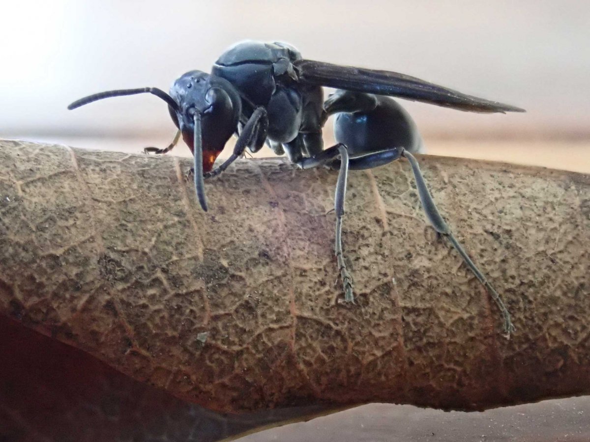 Броненосная Оса