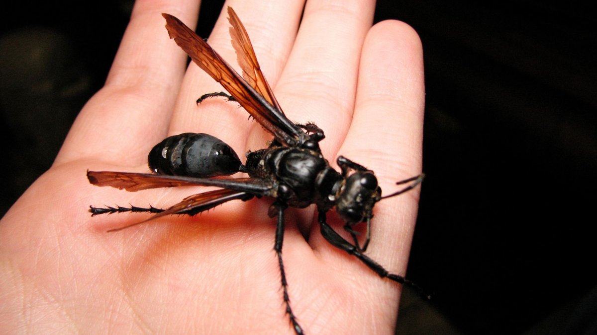 Оса муравей насекомое