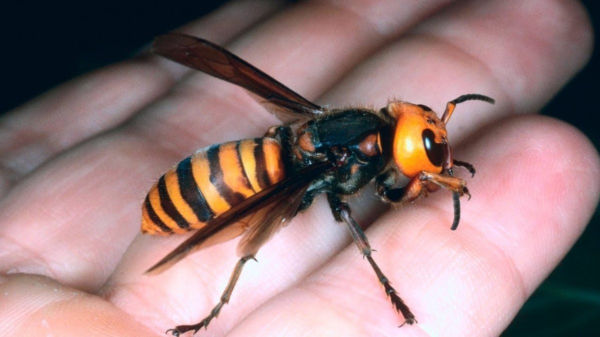 Летающее насекомое с красным брюшком