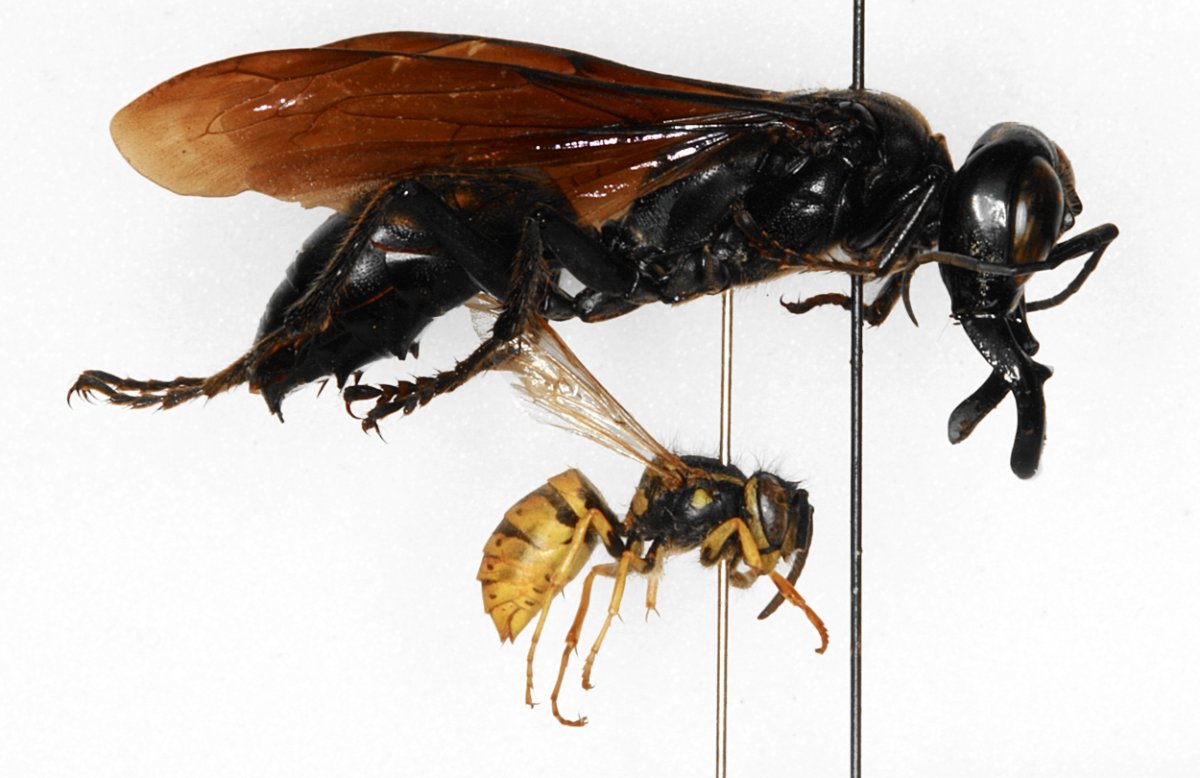 Мегалара Гаруда