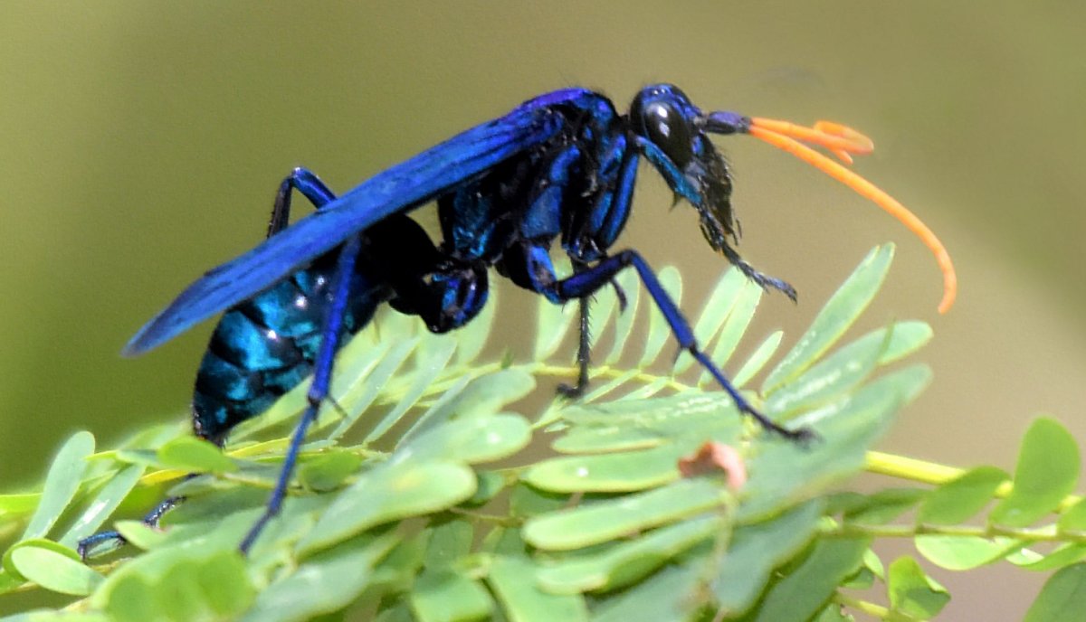 Бабочка стеклянница